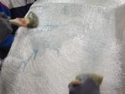 Application of the resin with a brush
